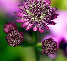 When I look at you, I see the whole world differently by alan shapiro