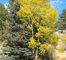 Blue Spruce/Aspen Vulcan Mind Meld by Christine Ford