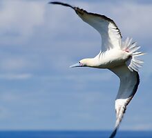 Red-footed Booby by thatche2