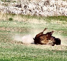At Home on the Range ... and sometimes ... by Barb Miller