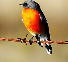Flame Breasted Robin by Kym Bradley