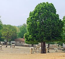 Lipizzaner horses in their place of origin Lipica - Slovenia by Arie Koene