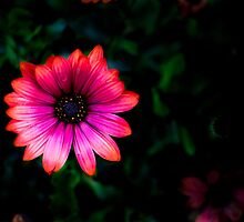 Pink Dreamer by clark burgess