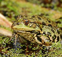 Marsh Frog by CBoyle