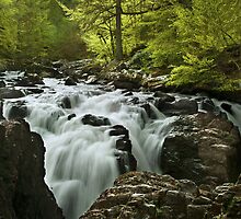Hidden Treasure by Svetlana Sewell