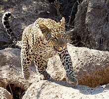 Movin' On by Michael Moss