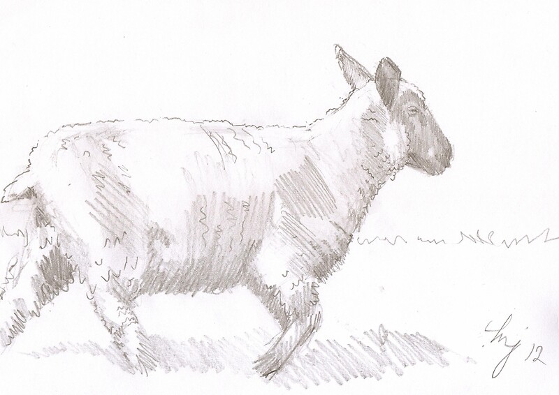 running sheep drawing