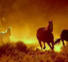 I'll Follow The Sun by Jeanne Nations
