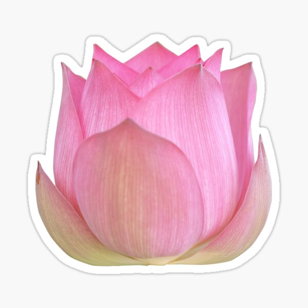 Pink Lotus Flower Sticker By Ylgraphics Redbubble