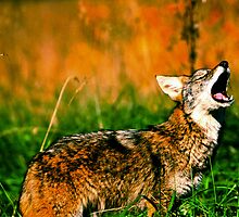 Coyote Howl by Miles Moody