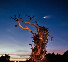 Comet Catcher. Lake Gentry. by chris kusik