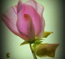 Sweet Pea by Livvy Young