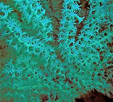 THE 'COLOUR' POLYP! by NICK COBURN PHILLIPS