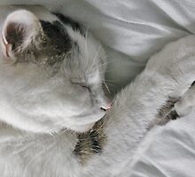 A Beautiful Dreamer by Ladymoose