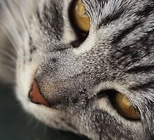 Mouse by MiloAddict