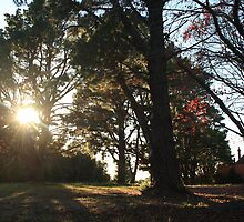 Elmhurst by Cordelia