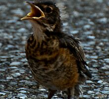 "Poor Little Robin" by Robert Burdick