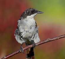 Flycatcher......... by Macky