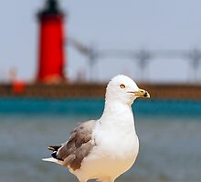 Seagull and South Haven, Michigan Lighthouse by Kenneth Keifer