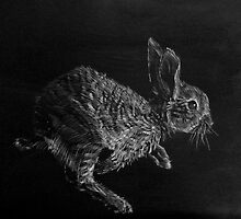 Young White-tailed Jack Rabbit by Christopher Boring