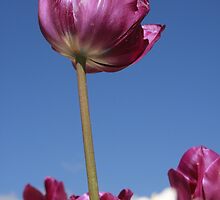 Purple Tulip by taztravels