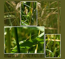 She was hiding for me!! - collage by steppeland