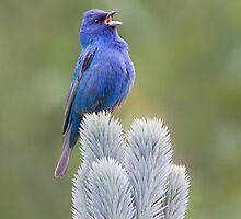 Indigo A Capella 3 by PixlPixi