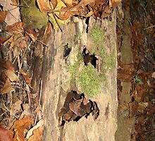 OUT!! Get out of My Woods NOW!!! by Ron Russell