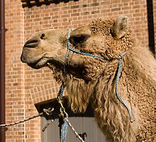 Camel In Suburbia by reflector