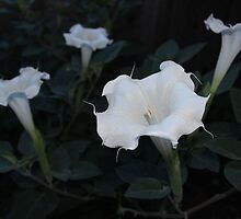 Moonflower Garden by aprilann
