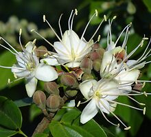 Blossoms Of A Jungle Tree - Flores De Un Arbol De La Selva by Bernhard Matejka