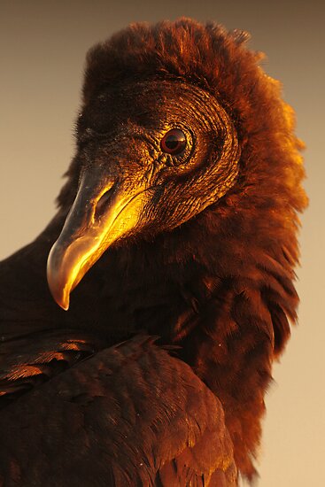 golden vulture