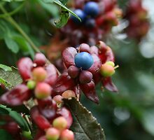 Berry Berry Quite Contrary by Jade McCook