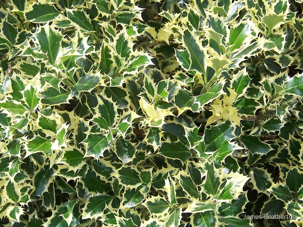 "Variegated English Holly" by James Brotherton Redbubble