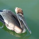 Pelican by loiteke