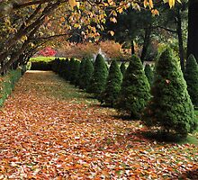 MOUNT WILSON BISLEY GARDEN by Phil Woodman