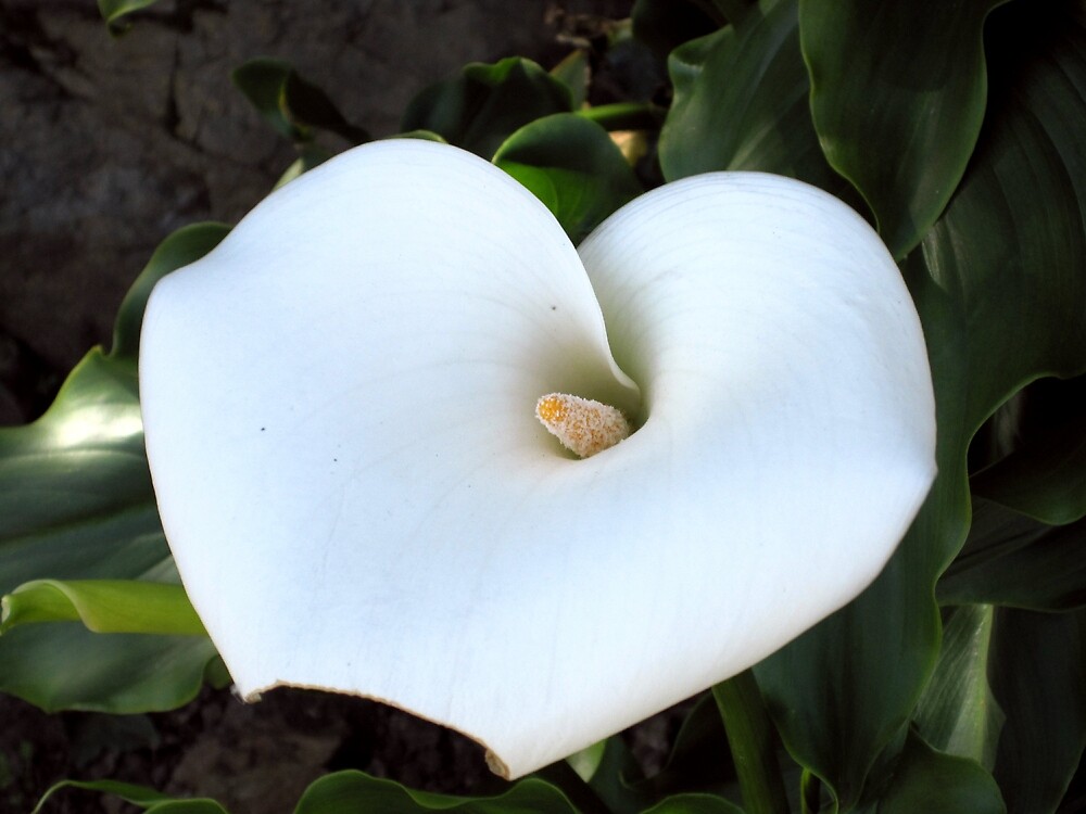 quot alcatraz flower quot by aaapictures redbubble quot alcatraz flower quot by aaapictures redbubble