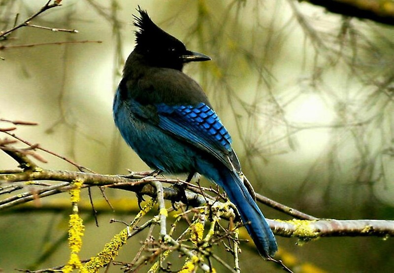 quot stellar blue jay quot by rosemarie747 redbubble quot stellar blue jay quot by rosemarie747 redbubble