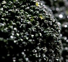 The World of Broccoli by Sheaney