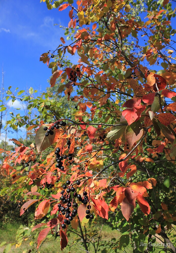 "Chokecherry tree in Autumn" by Jim Sauchyn Redbubble