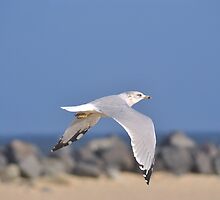 Patrolling the Beach by savvysisstudio