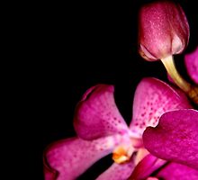 Fifty Shades of Magenta by Marina Raspolich