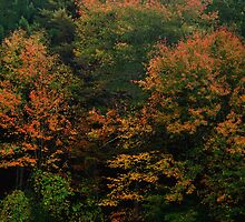 Rhode Island Foliage Close-up by Nancy de Flon