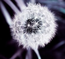 white flower buds by Thomas Lynch