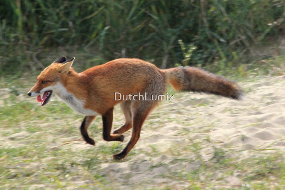 "Red Fox running " by DutchLumix | Redbubble