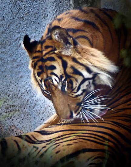 Tiger Grooming