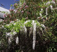 Takeover Bid by Wisteria by Gary Kelly