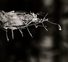 Ephemeral Breath .... Video 4 mn by 1more photo