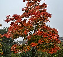 Bright And Beautiful Tree by lynn carter