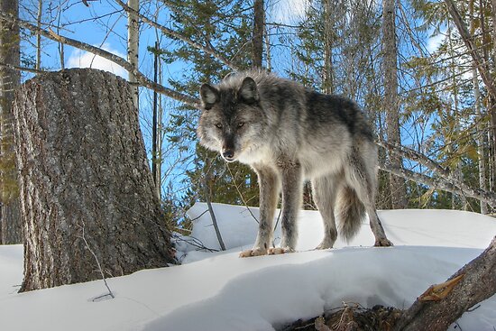 wolf stance